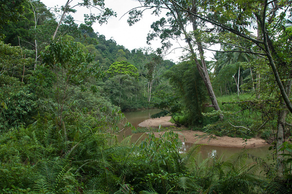 Park Narodowy Sinharaja