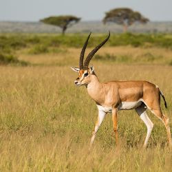 Gazela granta (Gazella granti) - Kenia