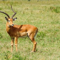 Impala zwyczajna (Aepyceros melampus) - Kenia