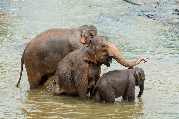 Słoń indyjski (Elephas maximus) - Sri-Lanka